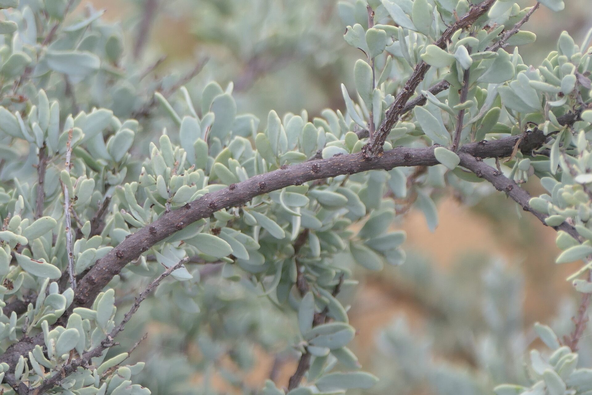 Tetragonia schenkii bark