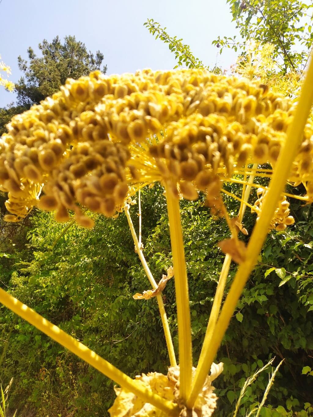 Heracleum amanum flower