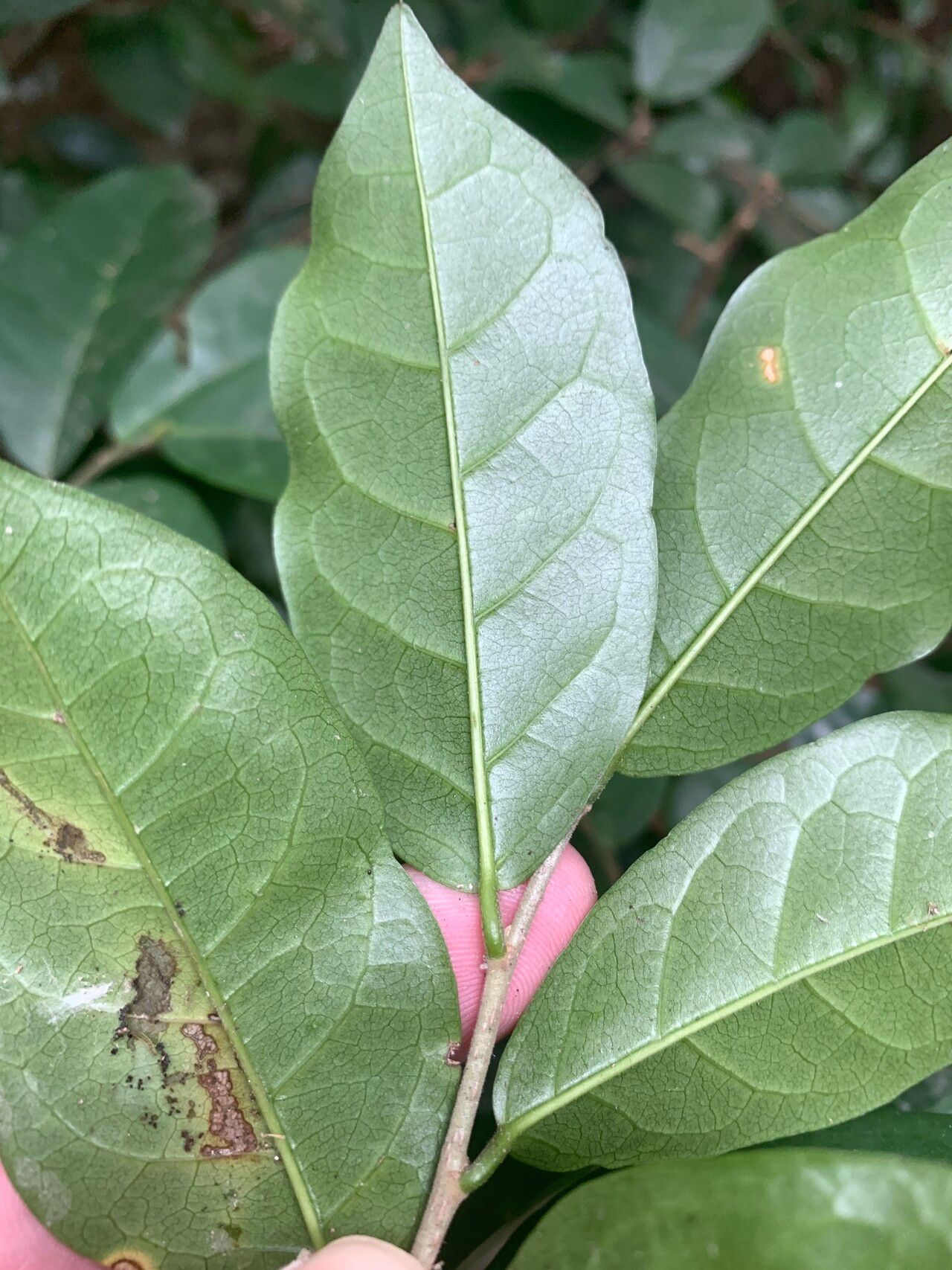 Antidesma montanum leaf