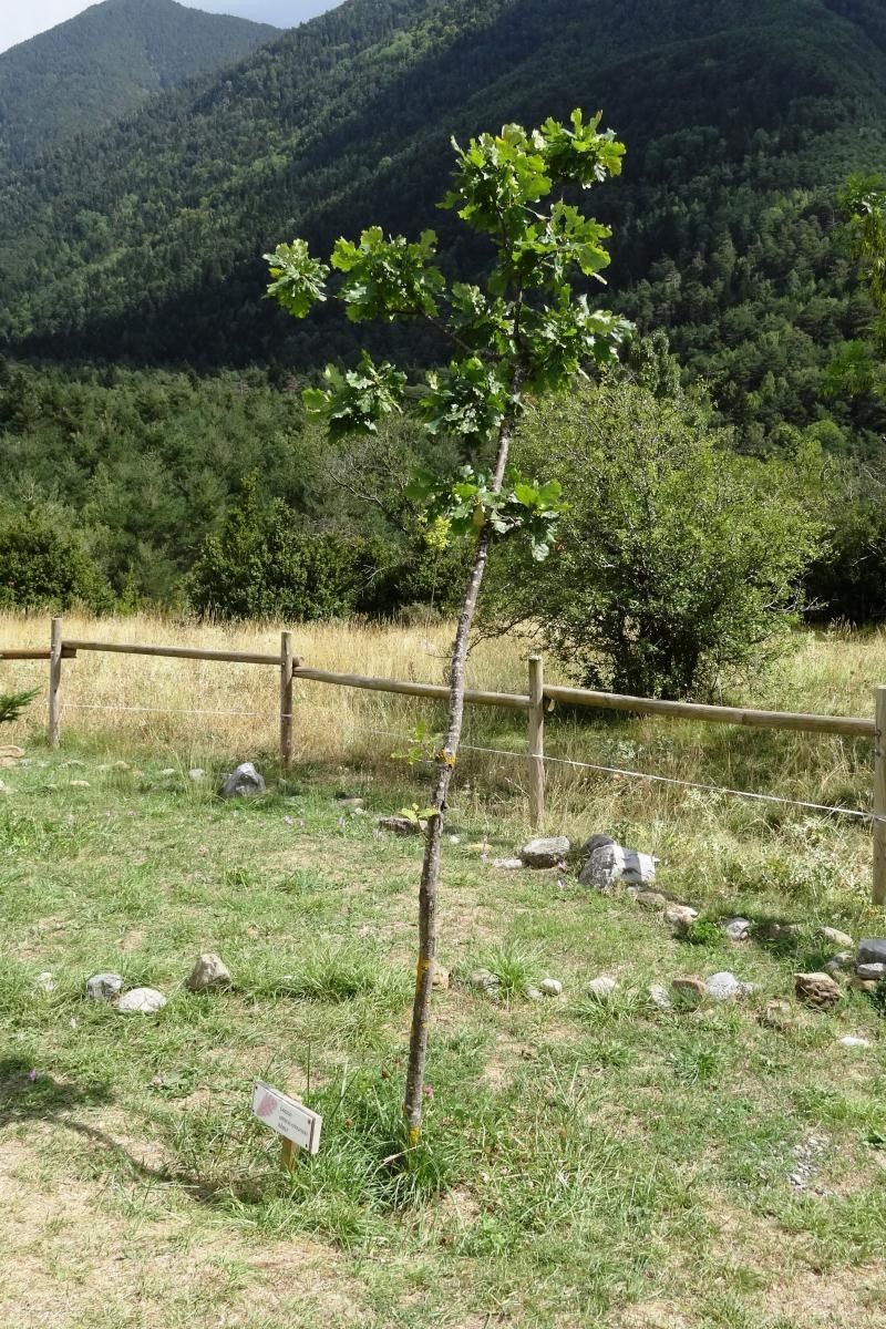 Quercus × cerrioides leaf