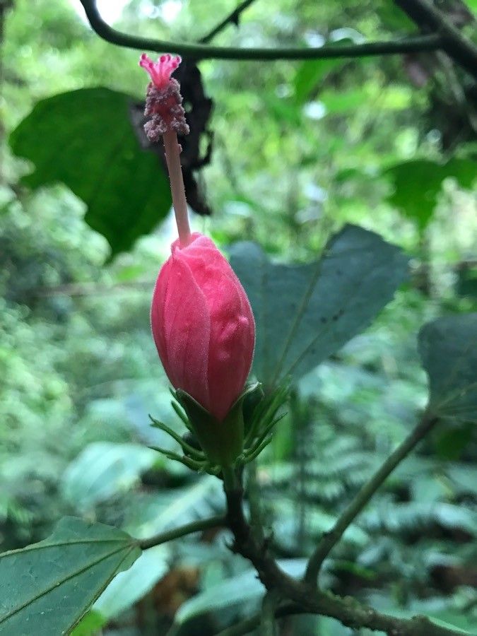 Malvaviscus palmanus flower