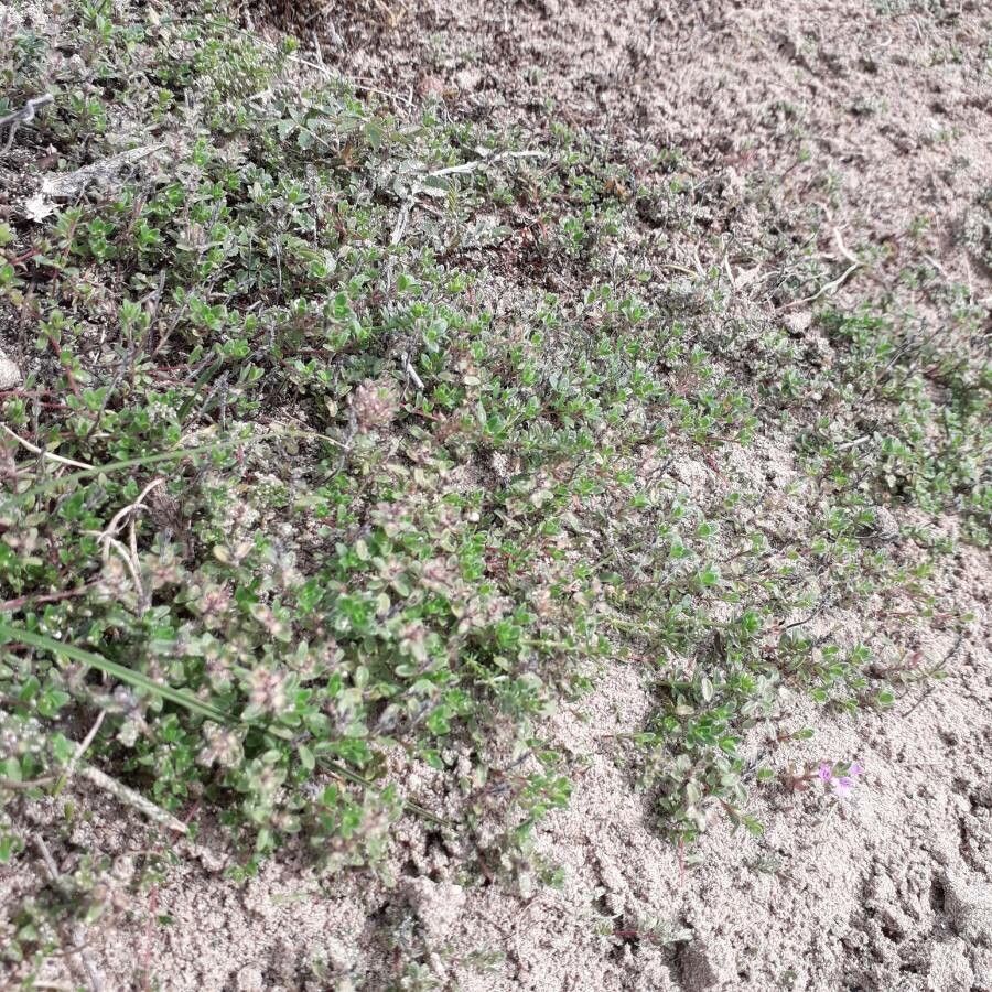 Thymus drucei habit