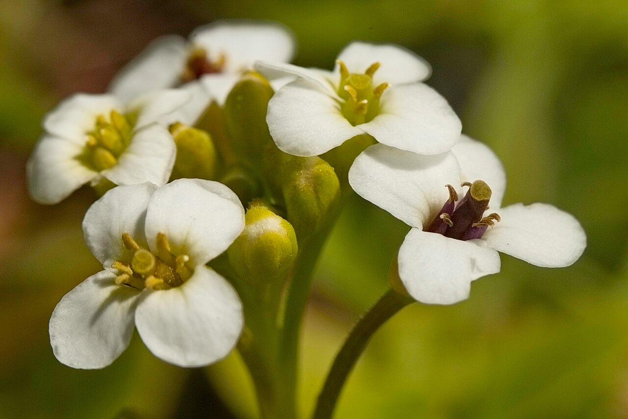 Nasturtium microphyllum flower