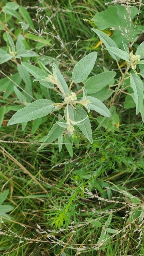 Croton capitatus fruit