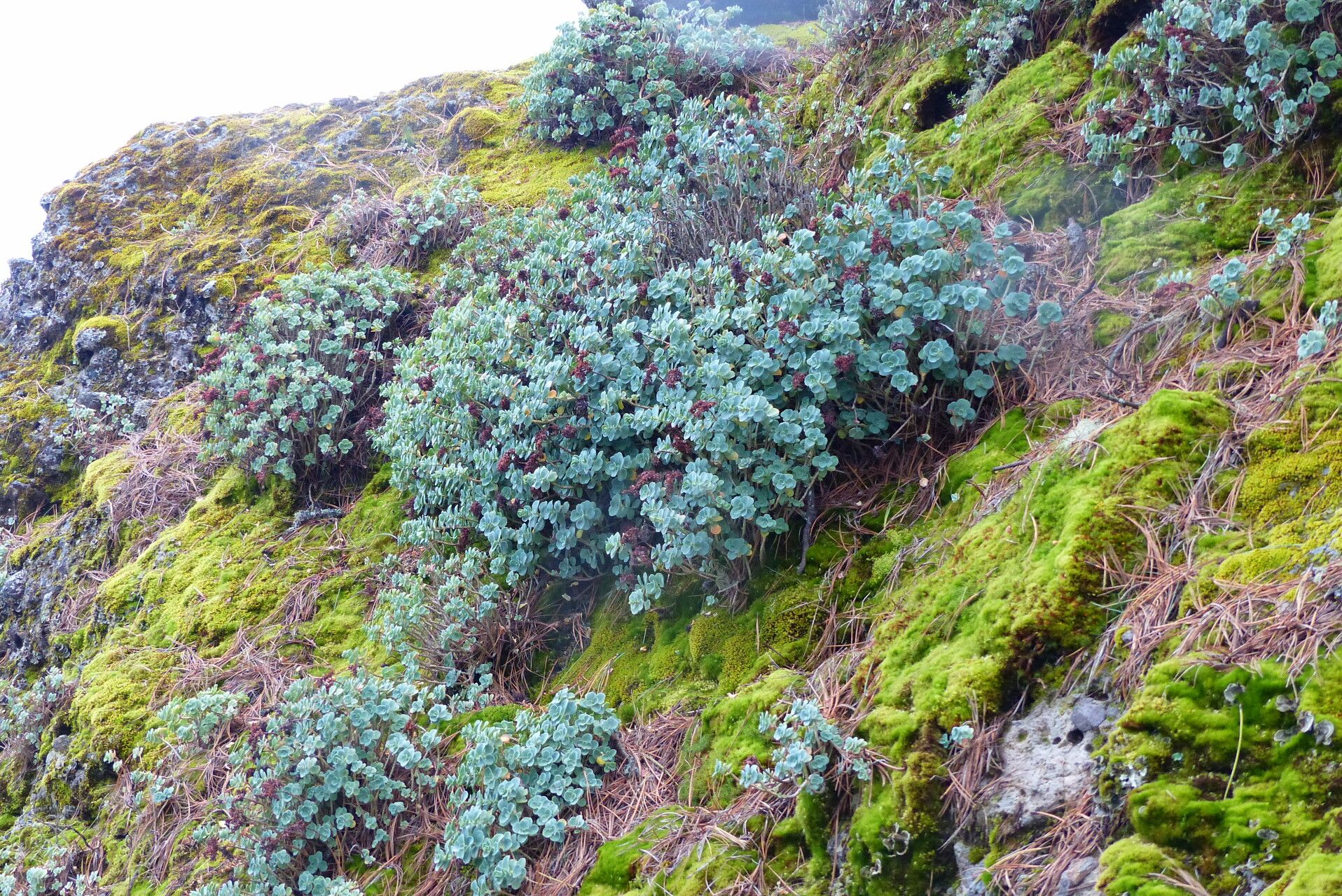 Echeveria nebularum habit