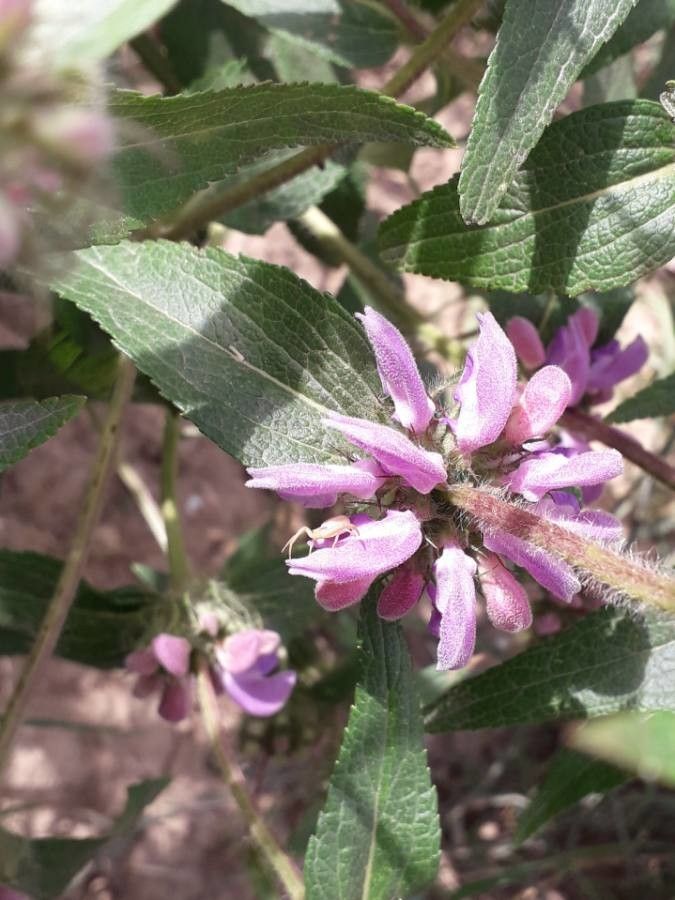 Phlomis herba-venti flower