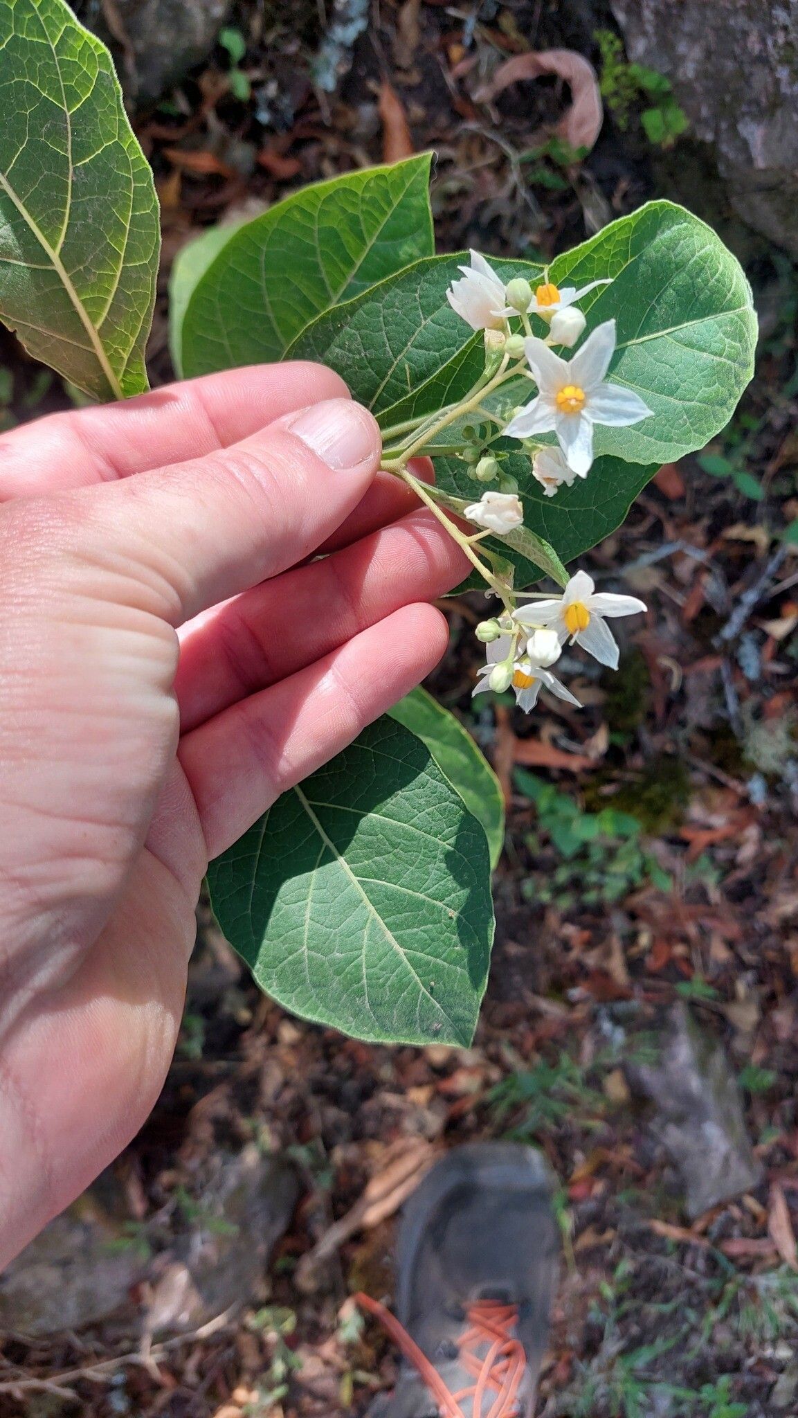 Solanum delitescens flower