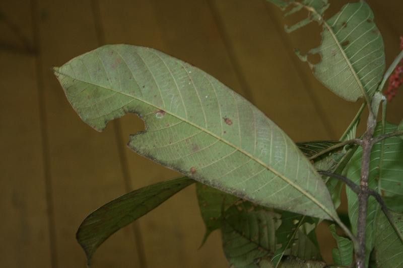 Isertia spiciformis — houseplant care guide