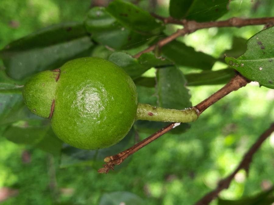 Psidium friedrichsthalianum fruit
