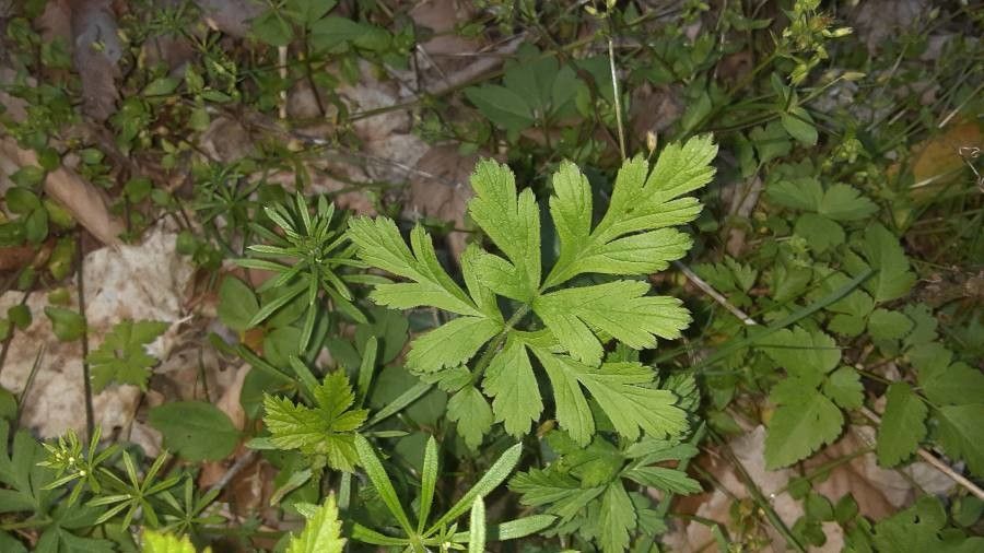 Chaerophyllum procumbens — search result for 'Apiaceae'