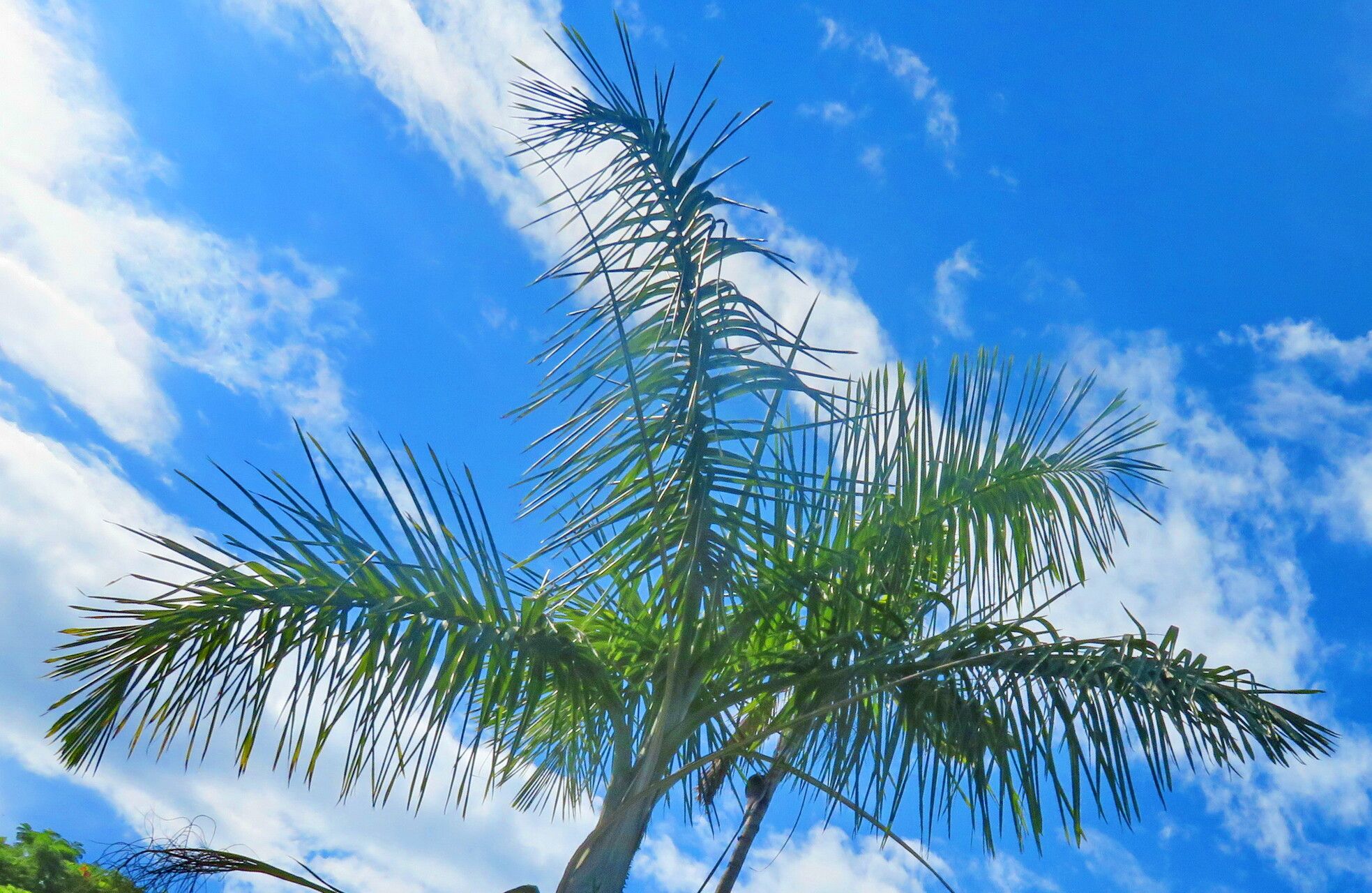 Gaussia princeps — related species from the same genus