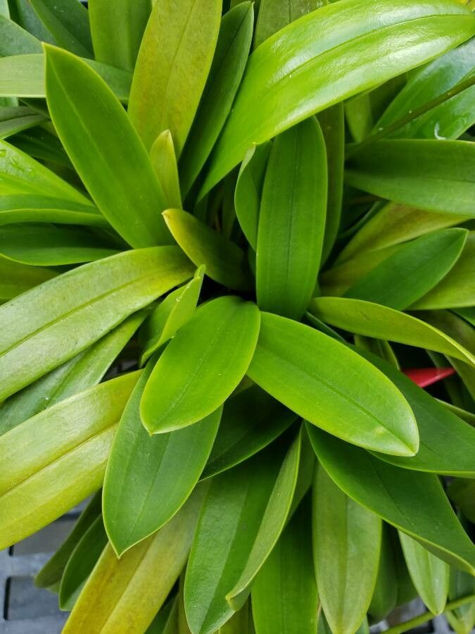 Masdevallia cucullata — search result for 'Masdevallia'