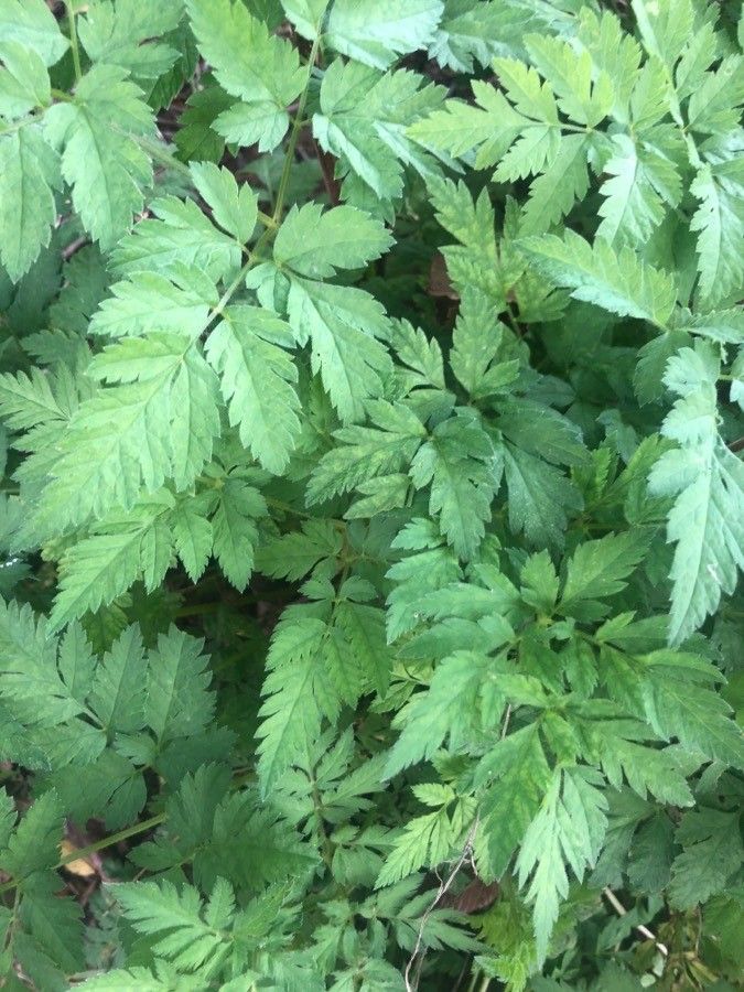 Chaerophyllum aureum