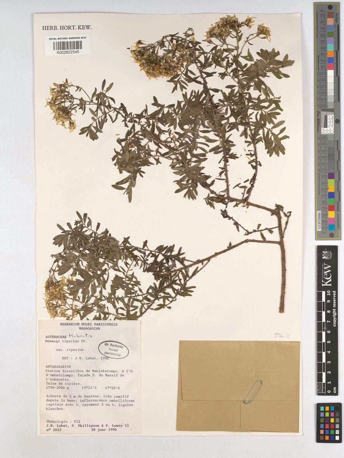 Hubertia riparia — houseplant care guide