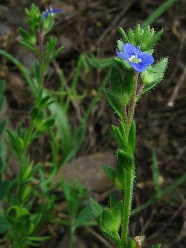 Veronica dillenii flower