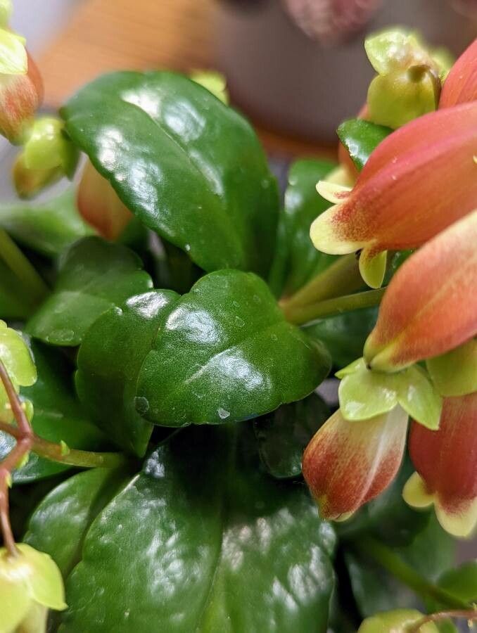 Kalanchoe miniata — search result for 'Kalanchoe'