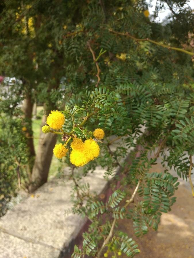 Vachellia seyal flower