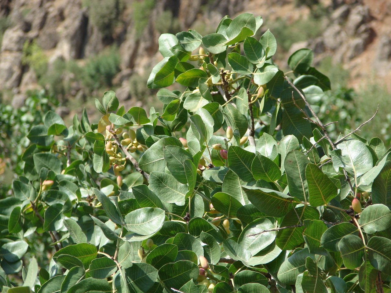 Pistacia vera flower