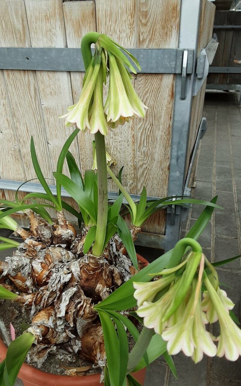 Cyrtanthus falcatus flower