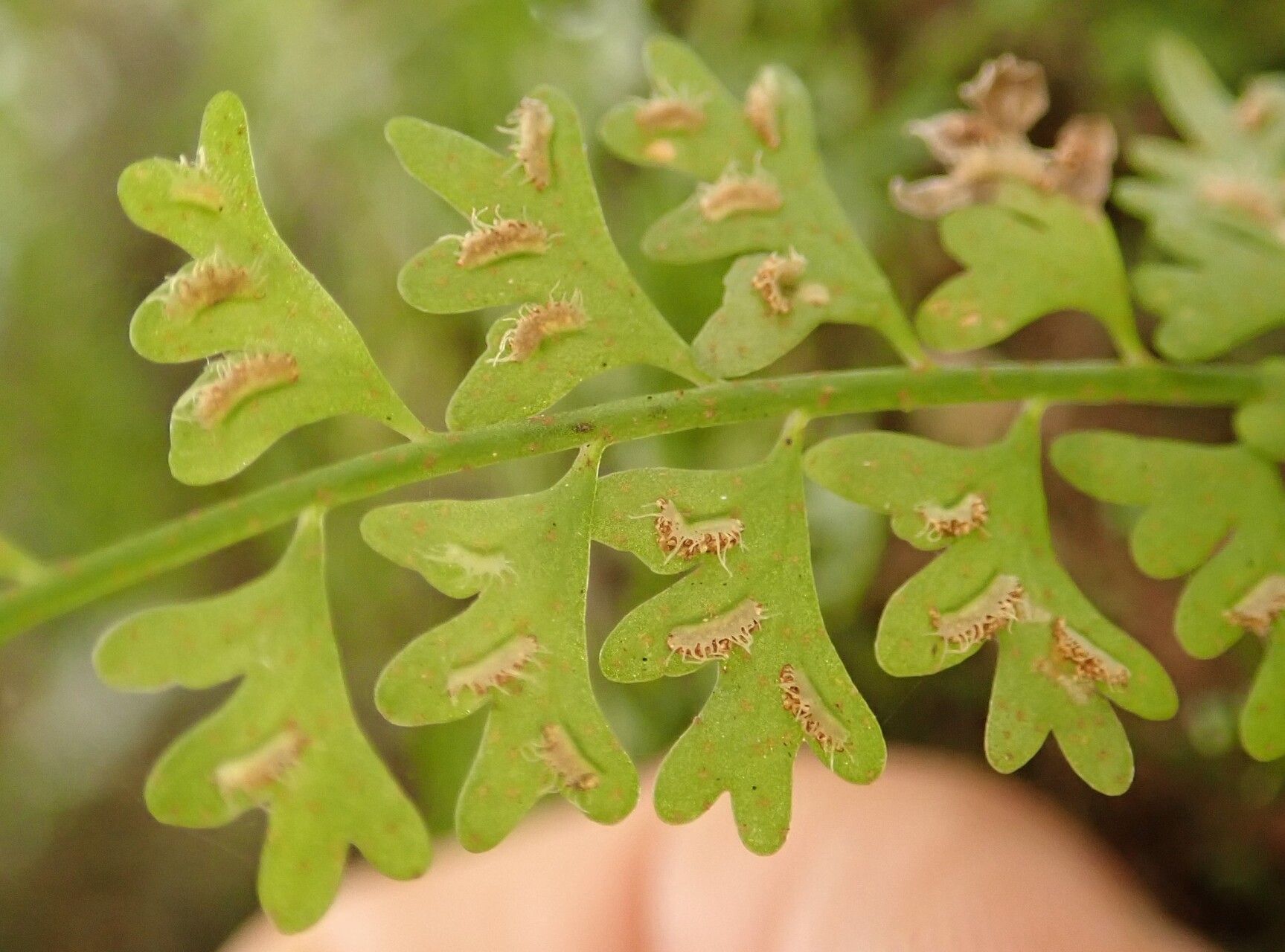 Asplenium sandersonii leaf