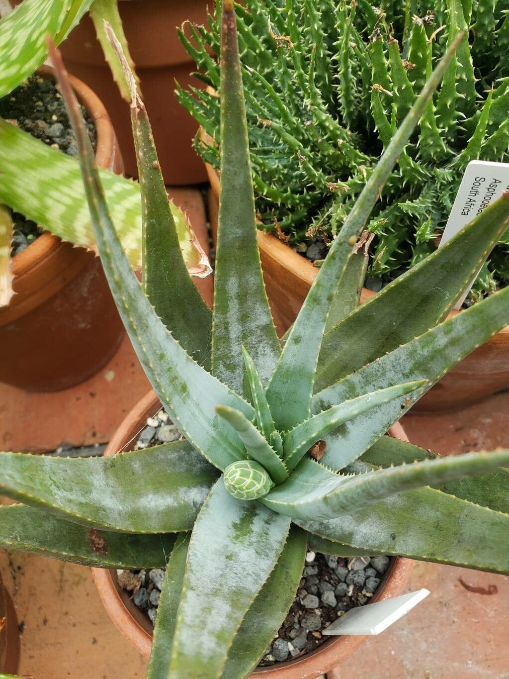 Aloe krapohliana — houseplant care guide