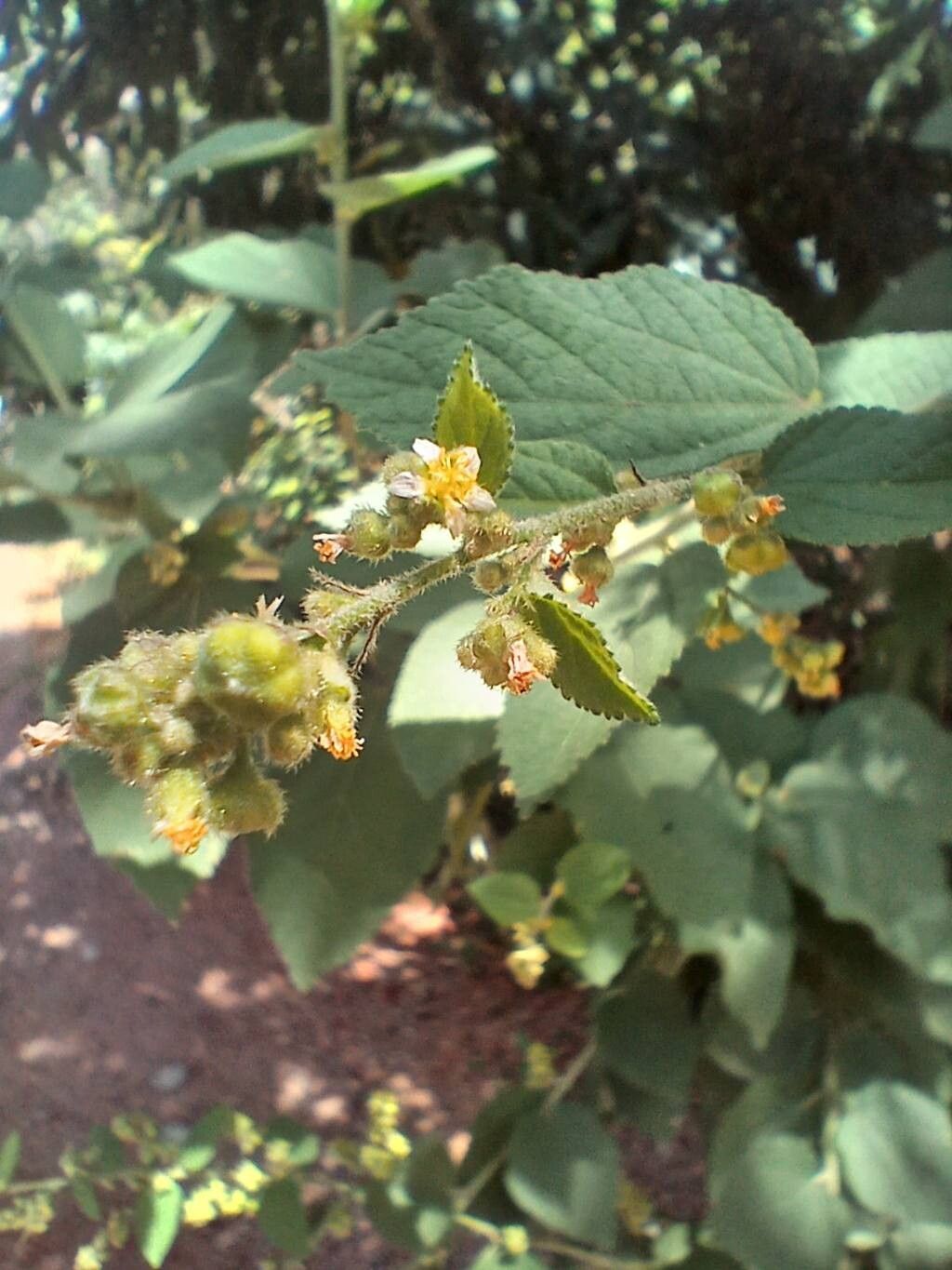 Sidastrum micranthum flower