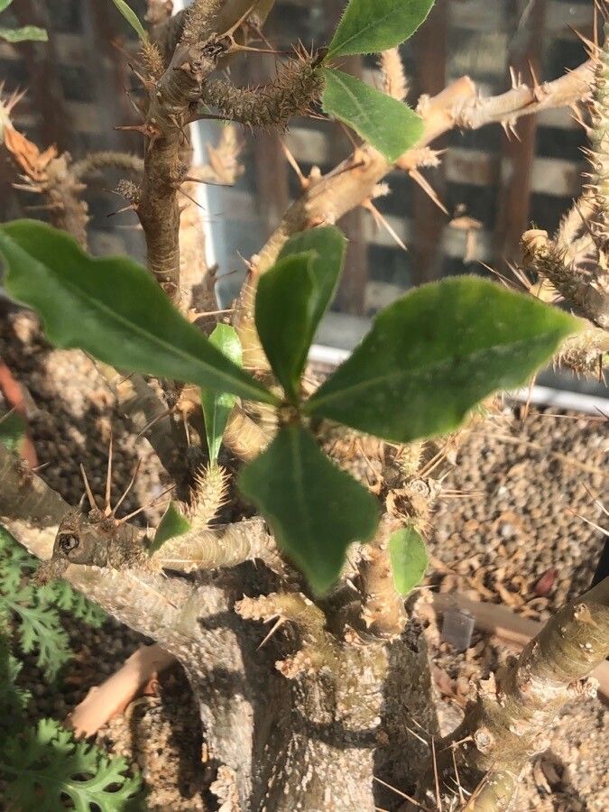 Pachypodium lealii — search result for 'Pachypodium'