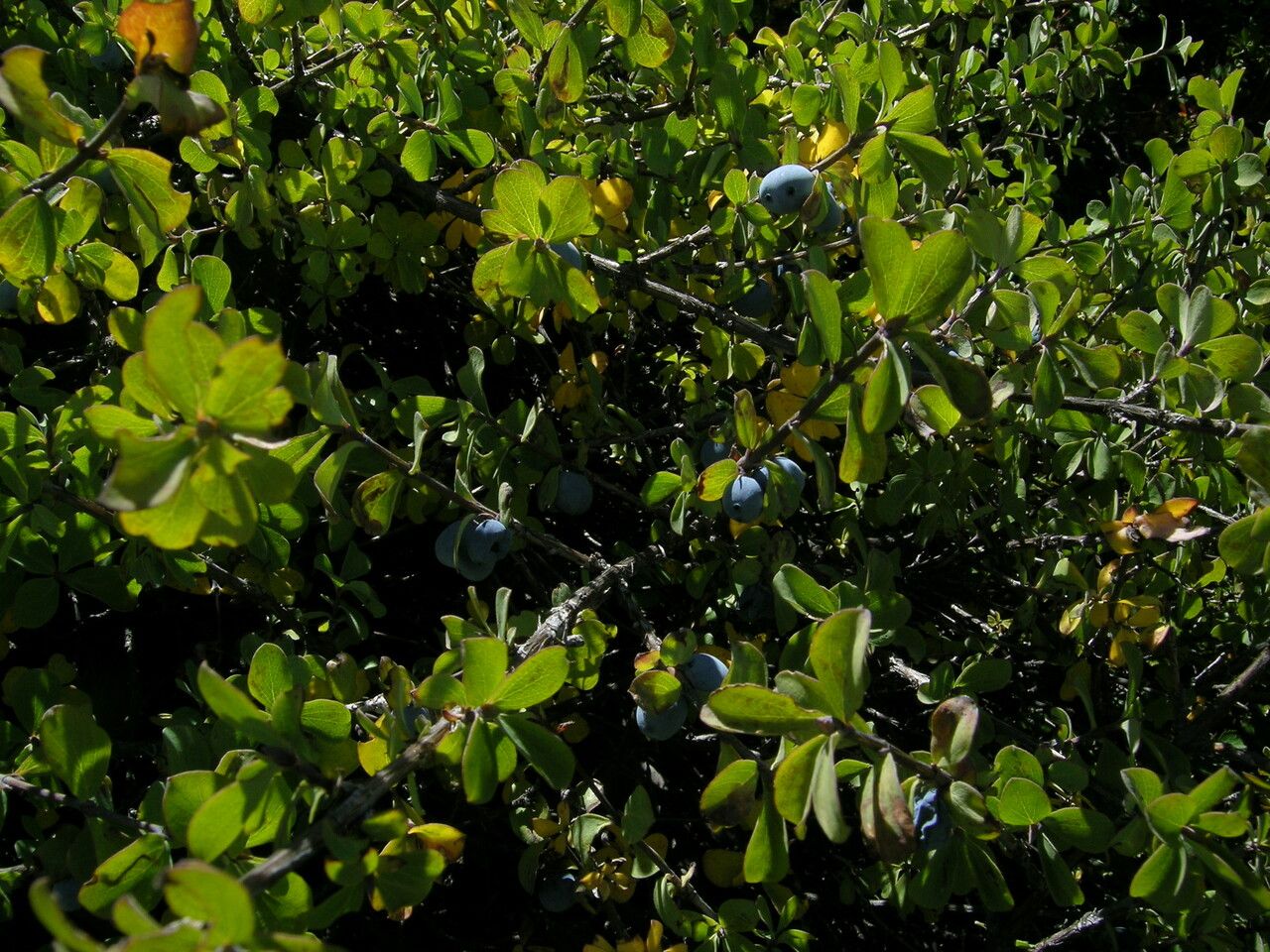 Lonicera cyanocarpa — search result for 'Lonicera'