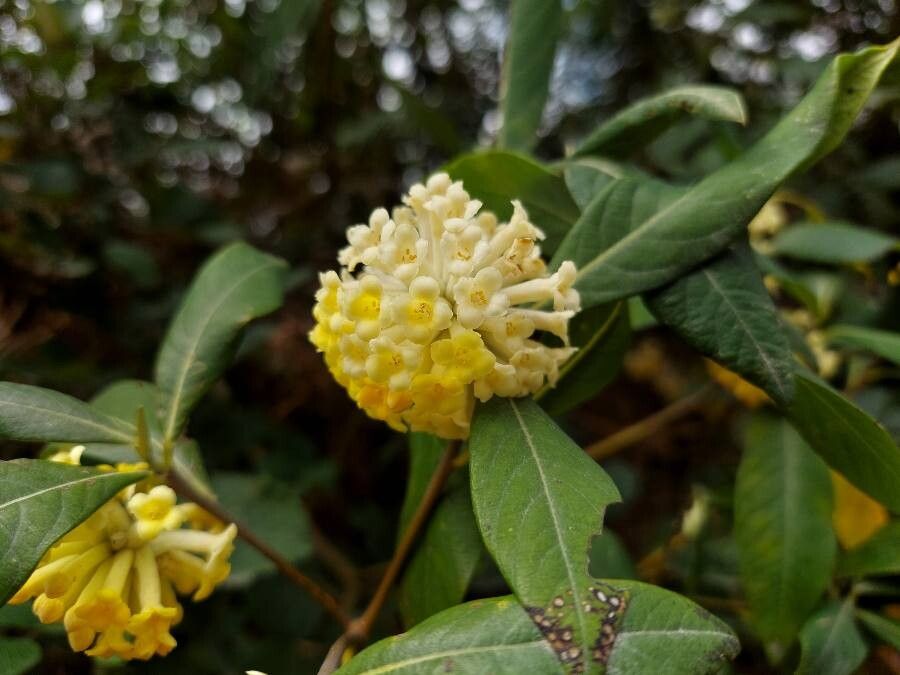 Edgeworthia gardneri — related species from the same genus
