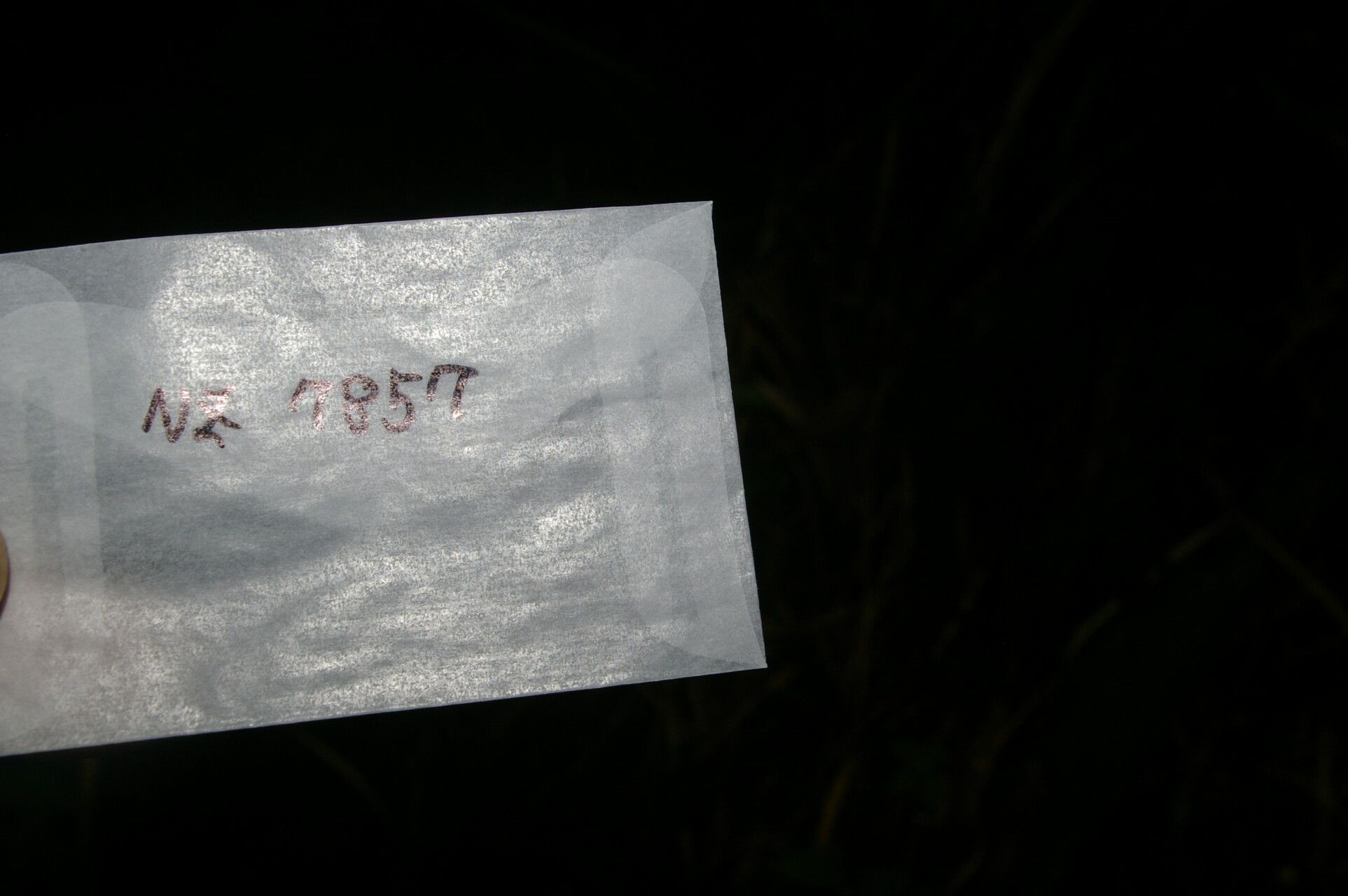 Ocotea austinii other