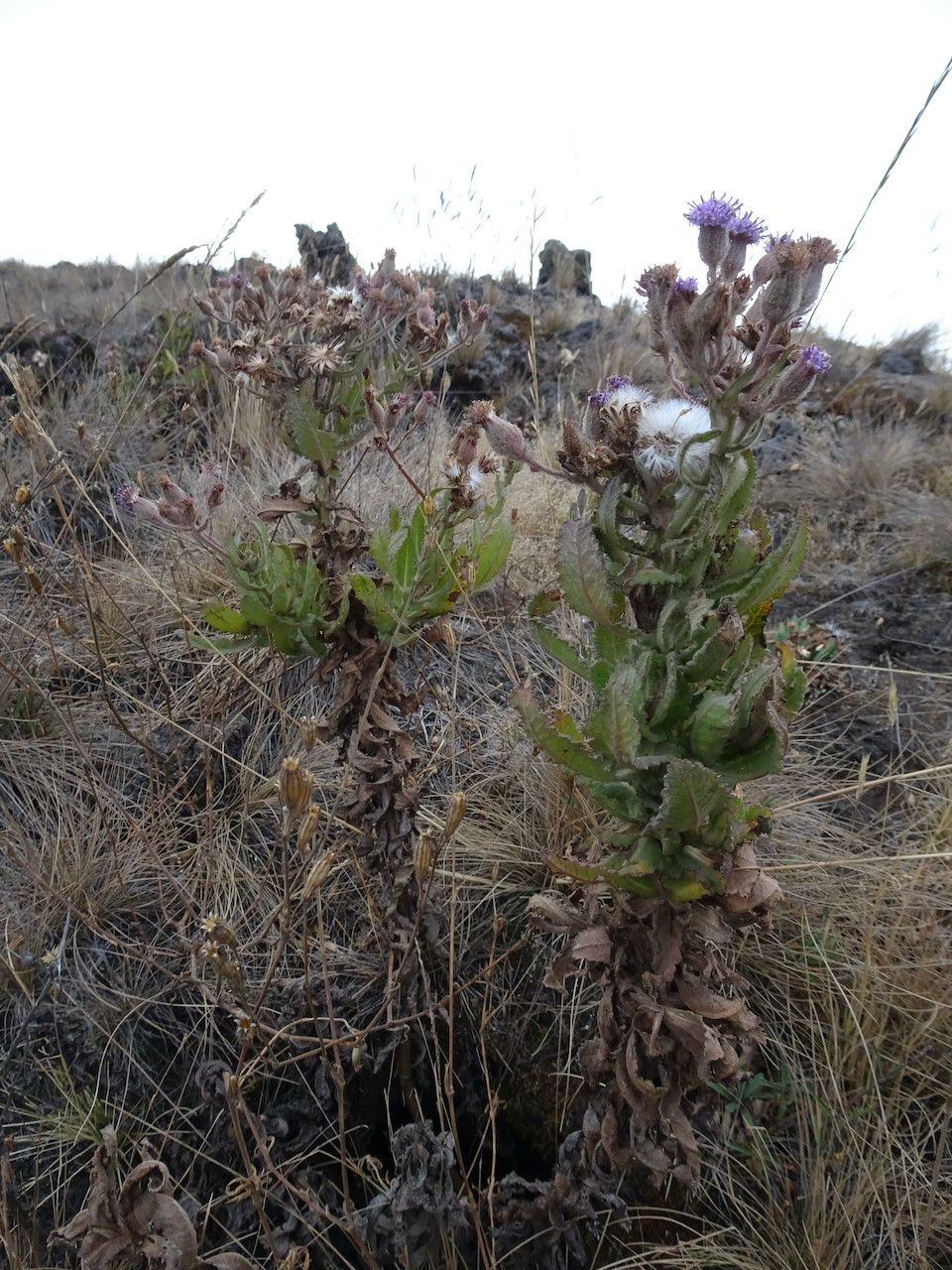 Senecio purpureus habit