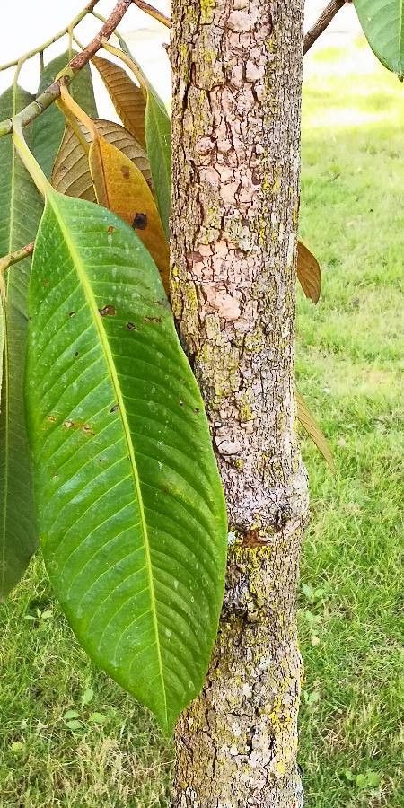Myristica yunnanensis other