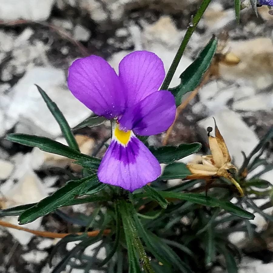 Viola dubyana flower
