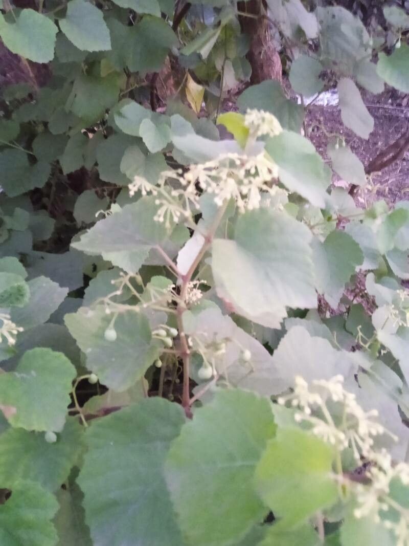 Vitis arizonica fruit