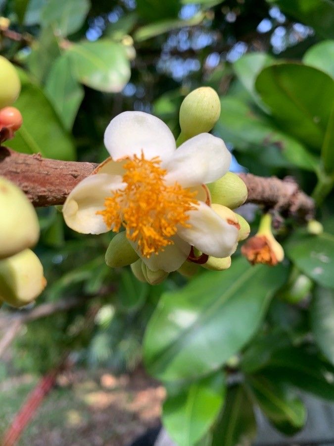 Mammea americana flower