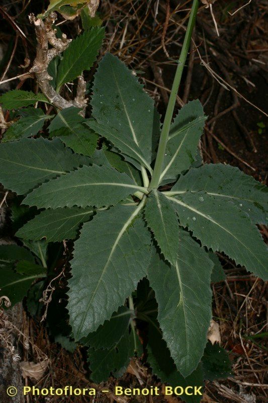 Crambe laevigata habit