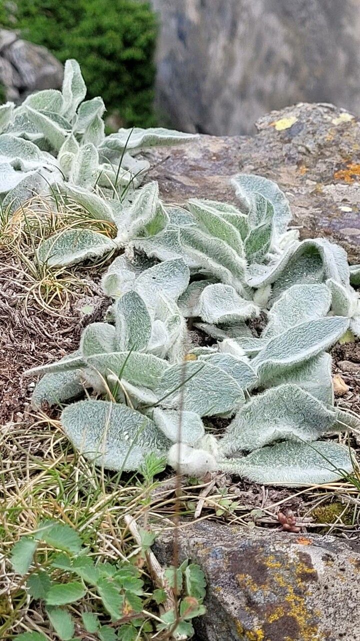 Hieracium mixtum habit