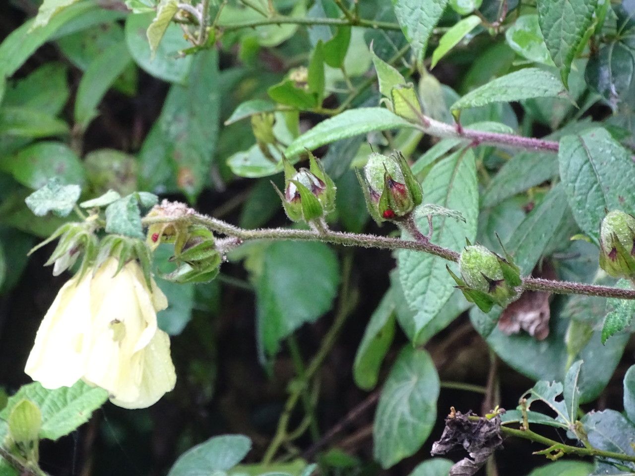 Pavonia schimperiana habit