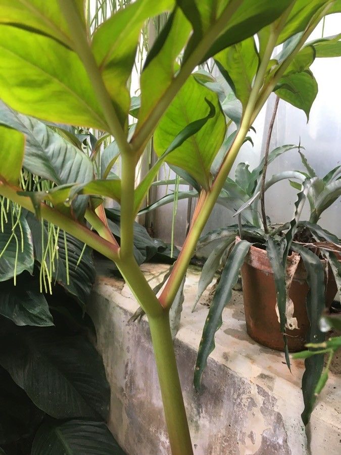 Amorphophallus cicatricifer leaf