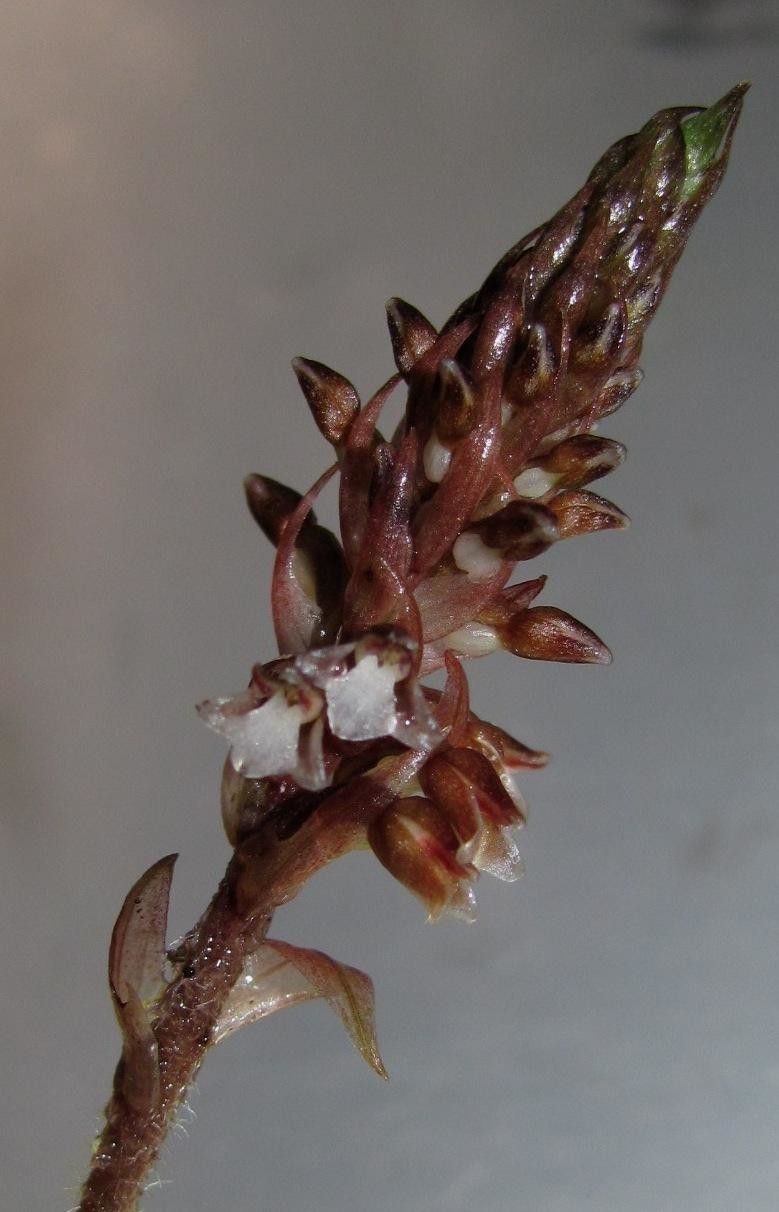 Aspidogyne grayumii fruit