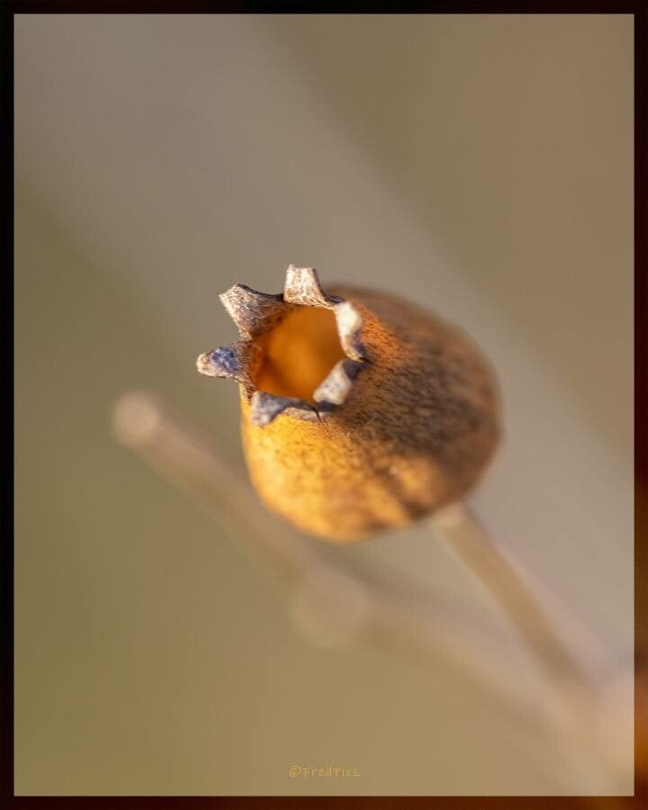 Silene italica fruit