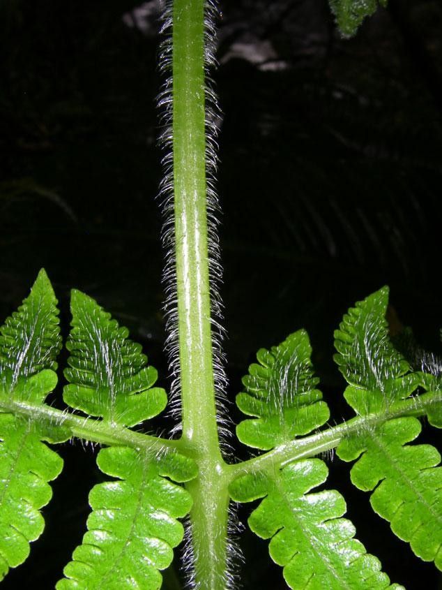 Lonchitis hirsuta leaf