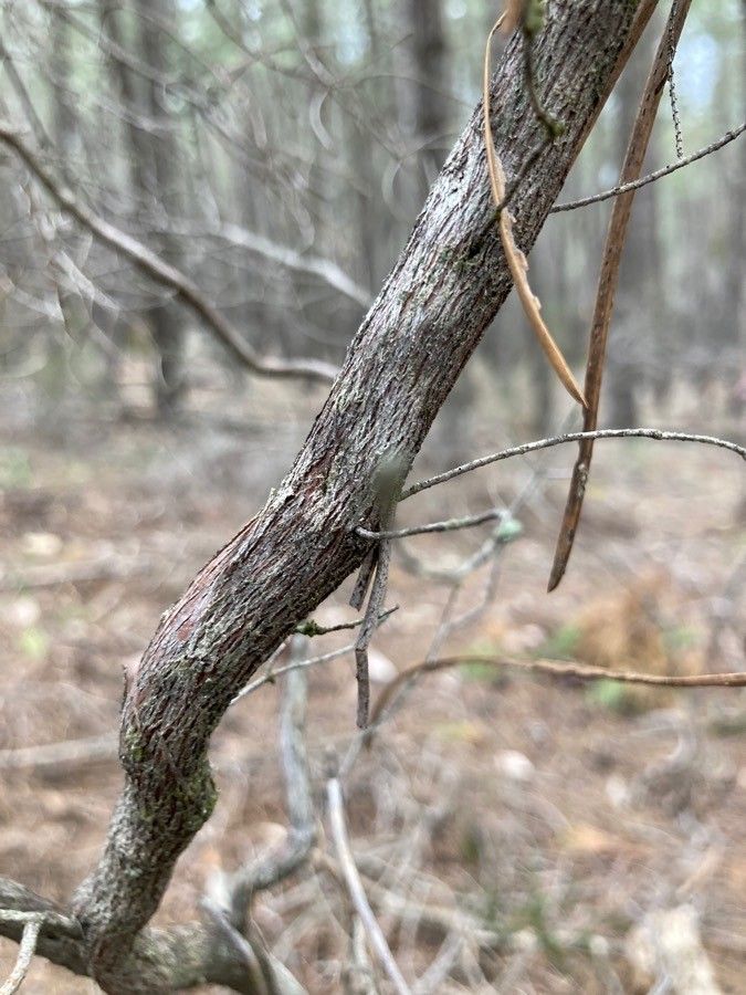 Erica australis bark
