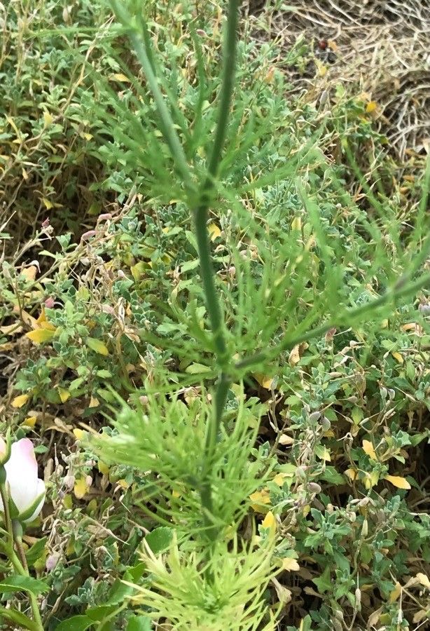 Delphinium consolida leaf