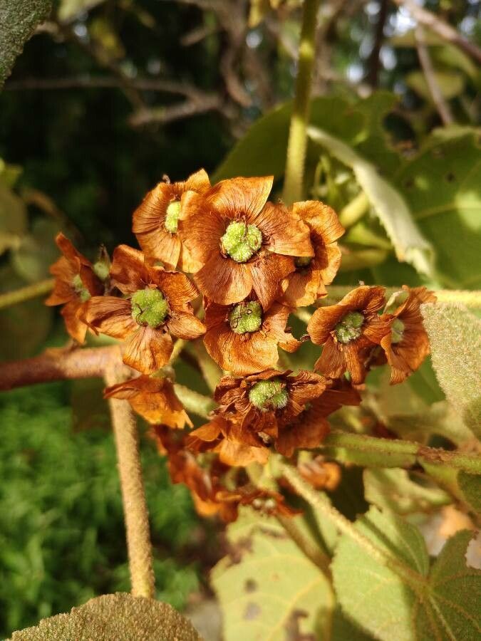 Dombeya reclinata flower