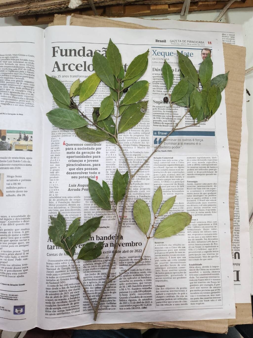 Eugenia francavilleana — houseplant care guide