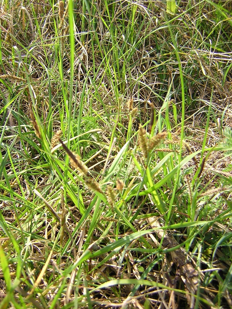 Carex trinervis habit