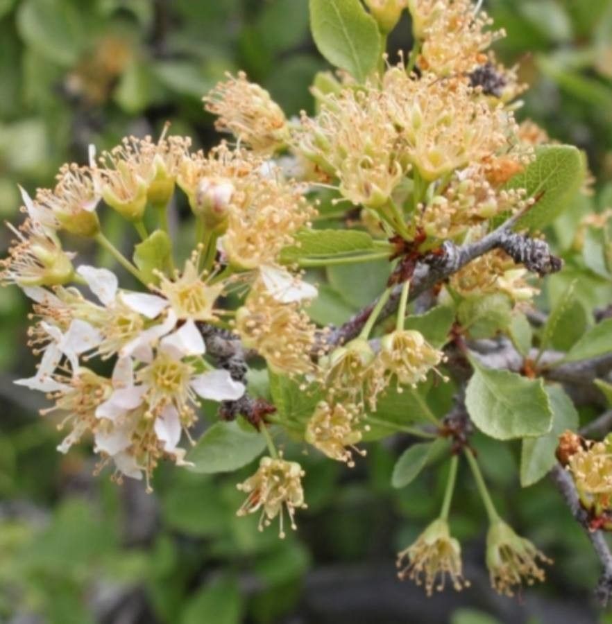 Prunus fremontii — houseplant care guide