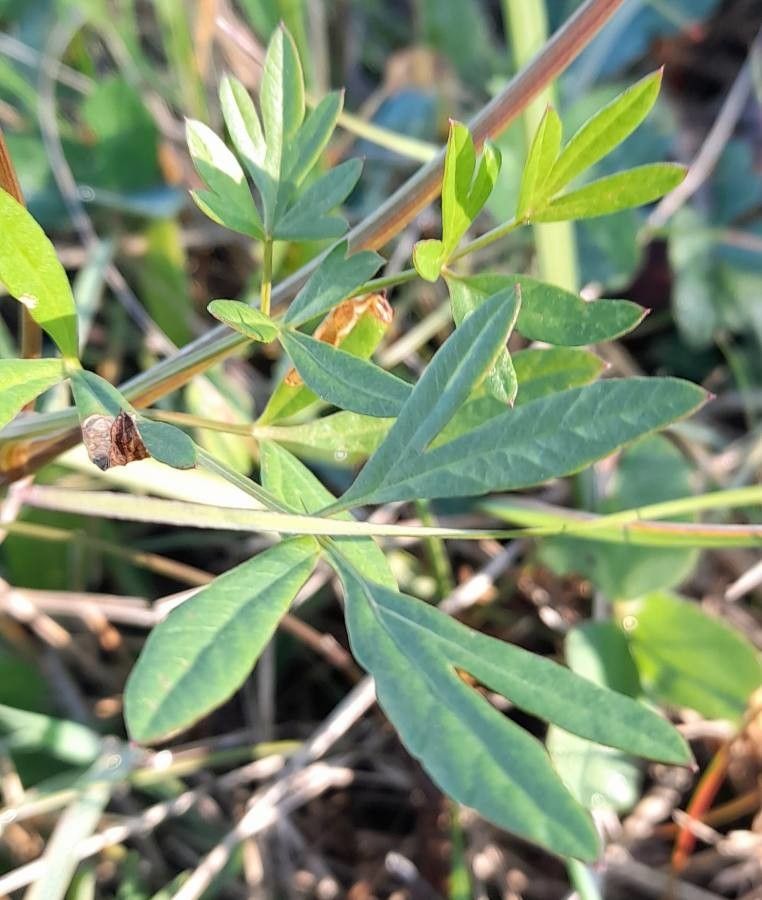 Silaum silaus — houseplant care guide