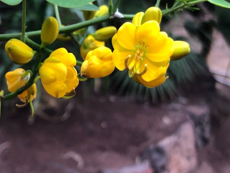 Senna bicapsularis flower